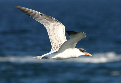 Caspian Tern